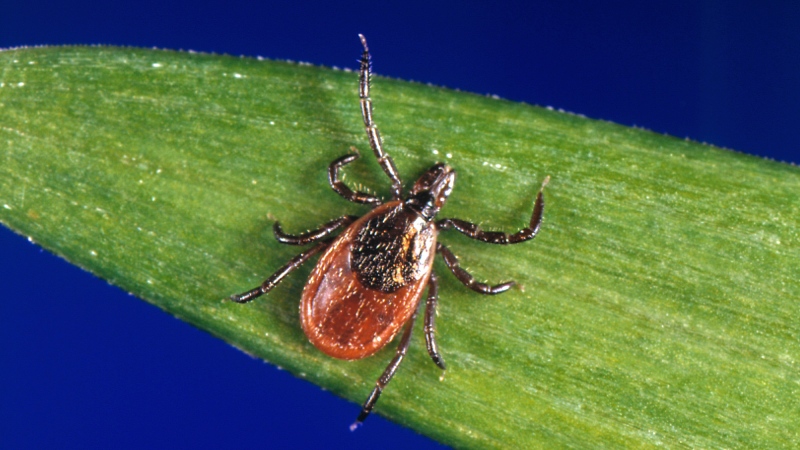 FILE - This undated file photo provided by the U.S. Centers for Disease Control and Prevention (CDC) shows a blacklegged tick, also known as a deer tick, a carrier of Lyme disease. (CDC via AP, File)