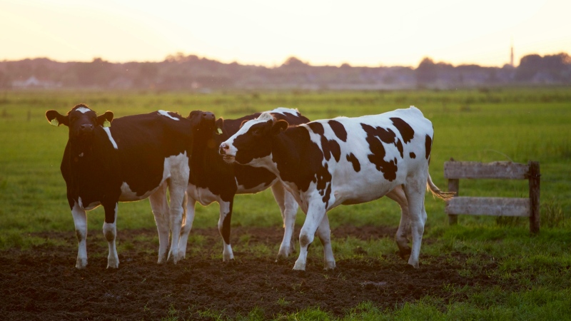 Cows are seen in this generic image. (Source: Matthias Zomer)