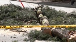 Trees toppled after powerful spring storm 
