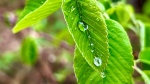 Graham Bond sent in this beautiful picture of raindrops on the leaves.