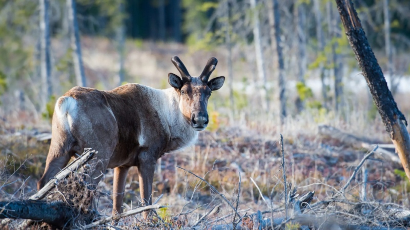 A woodland caribou in an Alberta forest. (File photo/Supplied/Enviromental Law Centre)