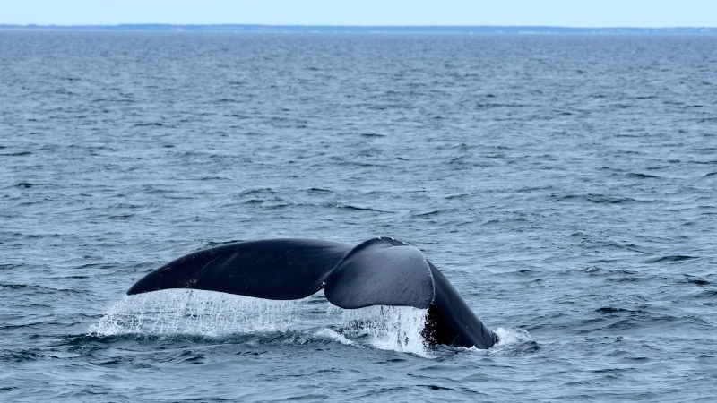 A North Atlantic right whale dives in Cape Cod Bay in Massachusetts, Monday, March 27, 2023. THE CANADIAN PRESS/AP-Robert F. Bukaty