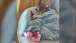 Rescue beagle Spirit is shown settling into his new forever home in an undated photo. (The Beagle Alliance/Facebook)