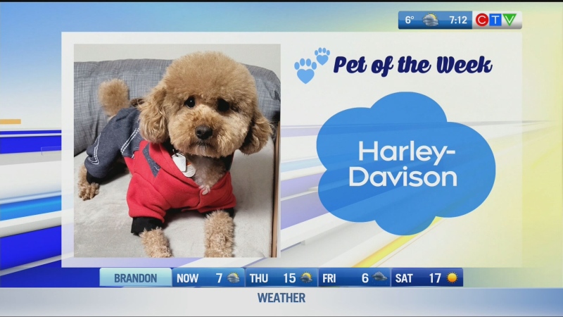 pet of the week: harley davison