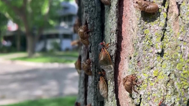 Listen to hoards of cicadas amid U.S.