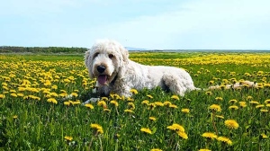 Harley out with the dandelions in Selkirk. Photo by Tom Walker.