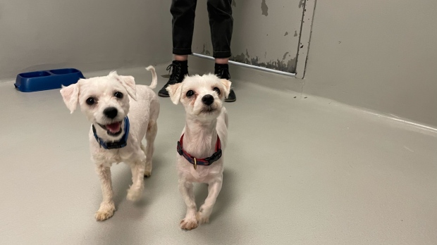 Two dogs rescued from a Winnipeg home are seen on May 23, 2024 at the Winnipeg Humane Society. The first five of 68 dogs seized from the home are now available for adoption. (Jamie Dowsett/CTV News Winnipeg)