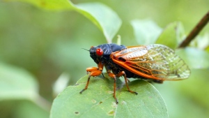 A periodical cicada sits on a tree leaf Tuesday, June 19, 2007, at a campsite in Scott County Park near Parkview, Iowa. (AP Photo/Quad-City Times, John Schultz).