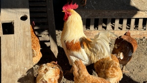 Chickens stand in a holding pen at Ettamarie Peterson's farmin Petaluma, Calif. on Thursday, Jan. 11, 2024. (Terry Chea / AP Photo)