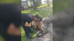 Ottawa firefighters free a Canada Goose trapped between two rocks at Lemieux Island on Thursday. (Ottawa Fire Services/X)