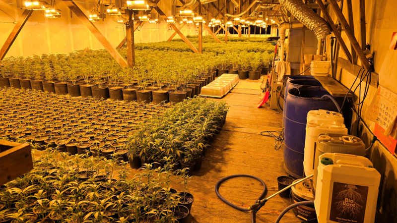 The Ontario Provincial Police (OPP) says two people are facing charges following the seizure of 5,000 cannabis plants during the execution of a search warrant Thursday in Pembroke, Ont. (OPP/ handout)