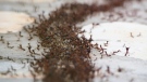 Ants are common household pests. (Timon Cornelissen / Pexels)
