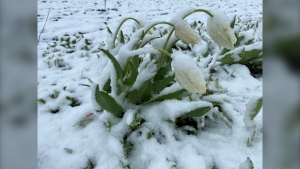 Tulips are shown covered in snow in holmfield, Manitoba on May 24, 2024 9Stella Black)