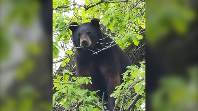 A bear spotted in Wildwood on May 21, 2024 (Nicholas Gray)