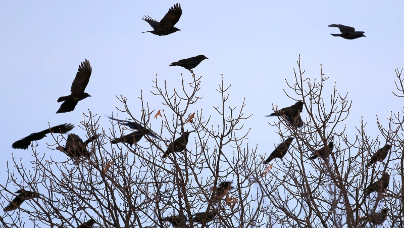 This photo taken Feb. 17, 2013 shows crows flying over Forest Park near the Jewel Box. Hundreds of the birds could be seen roosting in the trees between the Jewel Box and World's Fair Pavilion. ( The St. Louis Post-Dispatch, David Carson / AP Photo)