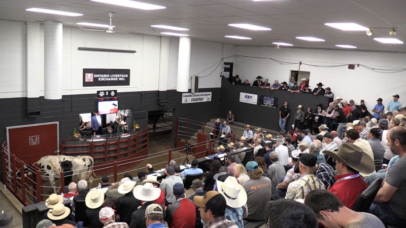 The 2024 Canadian Livestock Auctioneering Championship was held in St. Jacobs on May 24, 2024. (Colton Wiens/CTV News)