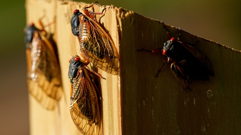 Cicadas are seen Monday, May 6, 2024, in Nashville, Tenn. (AP Photo/George Walker IV)