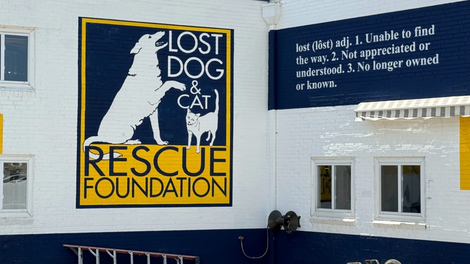 Lost Dog and Cat Rescue Foundation