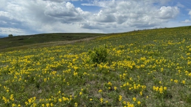 Lorna Barnes captured spring at Nose Hill Park on Tuesday, May 21, 2024.
