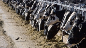 Dairy cattle feed at a farm on March 31, 2017, near Vado, N.M. (AP Photo/Rodrigo Abd, File)