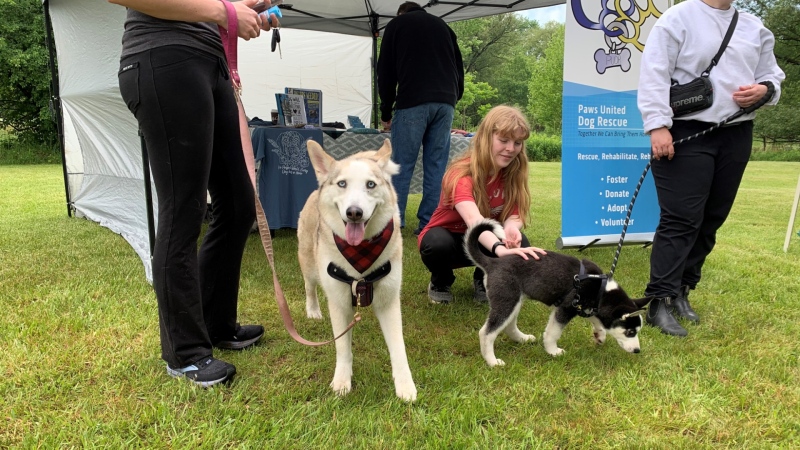 Patches and Crimson, both up for adoption, are seen during the Rescue Rendezvous event in London, Ont. on May 25, 2024. (Bryan Bicknell/CTV News London)