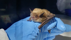 A little brown bat is shown in a researchers' hand. (Photo courtesy: Alicia Korpach)