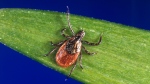 This undated photo provided by the U.S. Centers for Disease Control and Prevention (CDC) shows a black-legged tick. THE CANADIAN PRESS/AP-CDC via AP