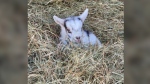 A photo of Mimi the goat at Ataraxy Farm. (Facebook/Atarazy Farm)