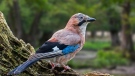Eurasian jays can recall incidental visual information within a remembered event, new research shows, providing evidence of episodic-like memory in the birds. (Philippe Clement/Arterra/Universal Images Group/Getty Images/FILE via CNN Newsource)