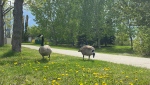 Canada geese in Edmonton on May 26, 2024. (Miriam Valdes-Carletti/CTV News Edmonton)