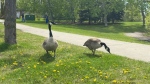A pair of Canadian geese out for a stroll in Edmonton on May 26, 2024. (Miriam Valdes-Carletti/CTV News Edmonton)