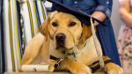A service dog from Dogs With Wings in their graduation cap in an undated photo. (Source: Dogs With Wings)