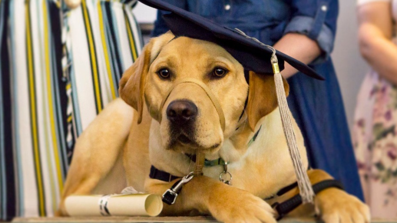 A service dog from Dogs With Wings in their graduation cap in an undated photo. (Source: Dogs With Wings)