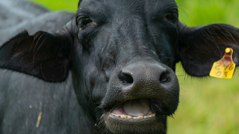 Quebec police are investigating after $200,000 worth of Black Angus cattle were stolen from a farm in Quebec's Eastern Townships. (pexels)