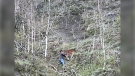 Dustin Lyle helps rescue a wild foal from a steep cliffside near Ya Ha Tinda Ranch in Alberta. (Courtesy: Help Alberta Wildies Society)