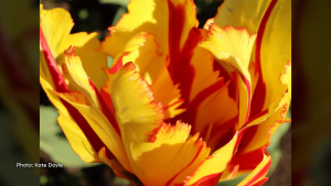 A tulip during the Tulip Festival. It's almost borderline abstract, but the firey colours really bring it to life. (Kate Doyle/CTV Viewer)
