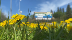 Dandelions outside Edmonton's Victoria Park on May 27, 2024. (Darcy Seaton/CTV News Edmonton)