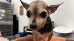 Cleo the Chihuahua in a photo from the Guelph Humane Society.