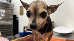 Cleo the Chihuahua in a photo from the Guelph Humane Society.