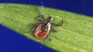 This undated file photo provided by the U.S. Centers for Disease Control and Prevention (CDC) shows a blacklegged tick, a carrier of Lyme disease. (CDC via AP, File)