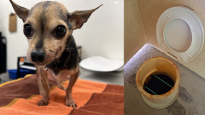 Cleo the Chihuahua and the Guelph Lake washroom where she was found abandoned. (Source: Guelph Humane Society and Shelby Knox/CTV Kitchener)