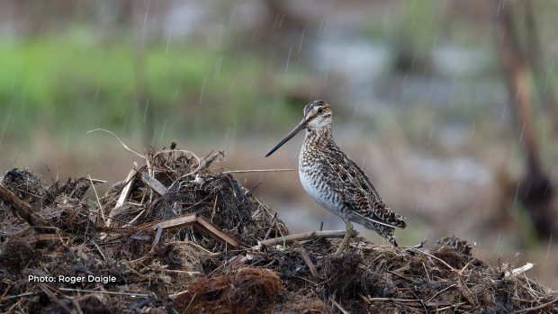 This is a Wilson Snipe photographed at Cooper Marsh near Lancaster, ON. (Roger Daigle/CTV Viewer)