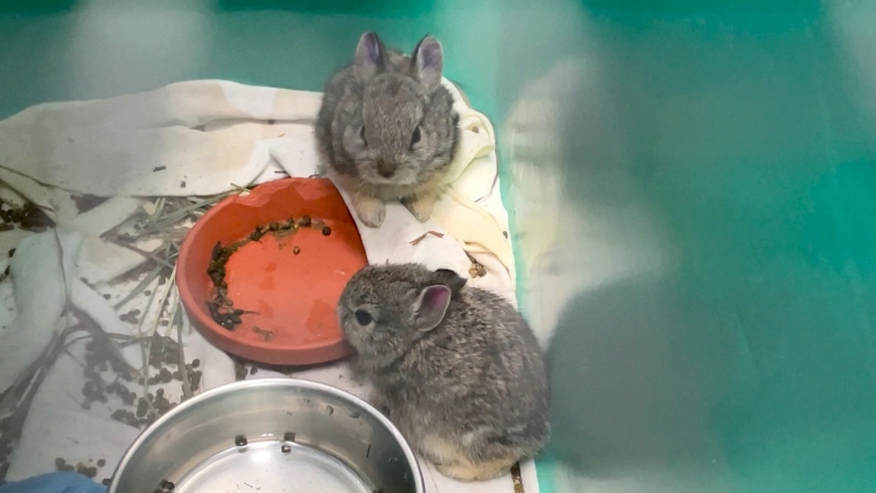 Calgary Wildlife is hosting its annual 'baby shower' fundraiser to support orphaned wildlife. 