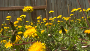 Dandelions are sprouting up across the city in bunches. Some despise them. Others enjoy their bright yellow colour. And others still don't want to mess with pollinators such as bees.