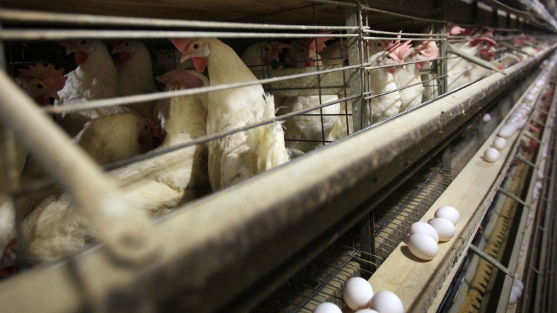 More than four million chickens in Iowa will have to be killed after bird flu was detected at a large farm. (Charlie Neibergal/AP Photo)
