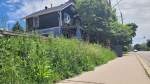 An overgrown lawn in Windsor, seen on May 28, 2024. (Sanjay Maru/CTV News Windsor) 