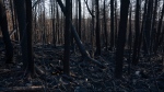 Charred woodlands are pictured following a wildfire in the suburban community of Hammonds Plains, N.S. outside of Halifax on Thursday, June 22, 2023. (Source: THE CANADIAN PRESS/Darren Calabrese)