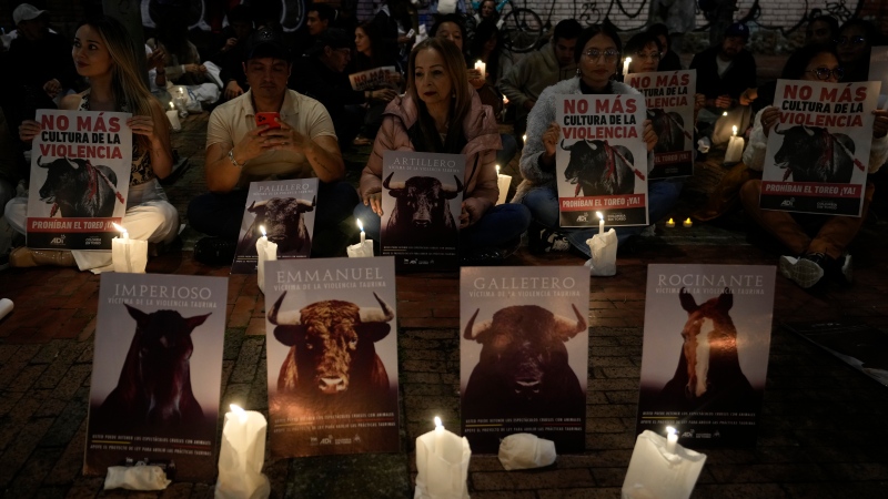 Demonstrators take part in a vigil holding posters with messages that read in Spanish: "No more culture of violence" during a protest against bullfighting, which has been temporarily suspended as Congress debates its legality, in Bogota, Colombia, Friday, May 24, 2024. (AP Photo/Fernando Vergara) 