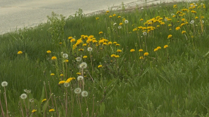 It's that time: Dandelions popping up in city