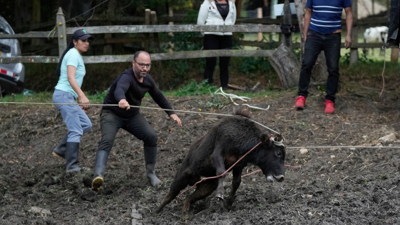 Miguel Aparicio, second left, ropes in a Spanish fighting bull calf at his farm animal shelter in La Calera, Colombia on Feb. 16, 2023. (Fernando Vergara / AP Photo) 